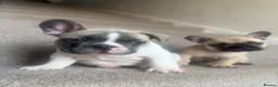 French Bulldog dogs for sale: Frenchie puppies  in Kirkcaldy - Advert 12