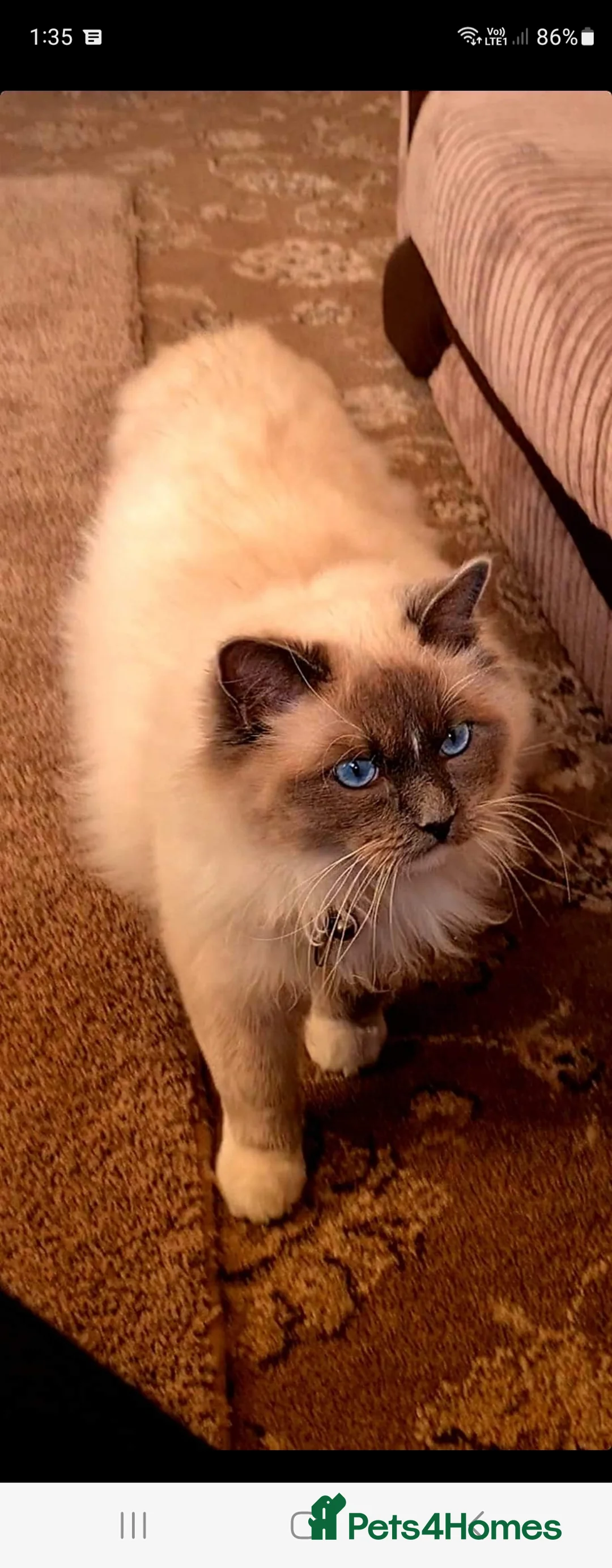 Ragdoll cats for stud: Beautiful ragdoll available for stud duties in Poulton-le-Fylde - Advert 12