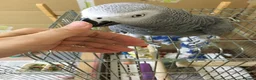 Parrots birds for sale: Tame African grey parrots in Cleckheaton - Advert 8
