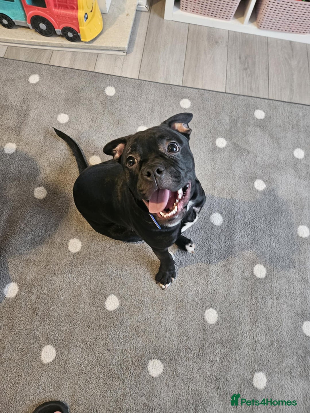 Mixed Breed dogs for sale: Wonderful dog for sale - Advert 15