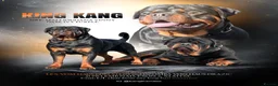 Rottweiler dogs for stud: KANG (King Kang) - Advert 1