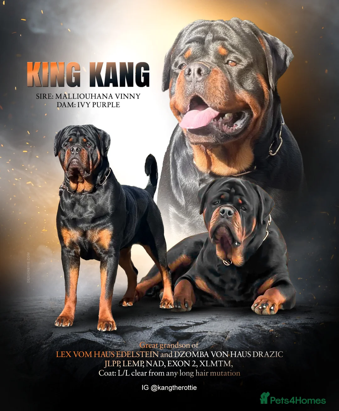 Rottweiler dogs for stud: KANG (King Kang) - Advert 1