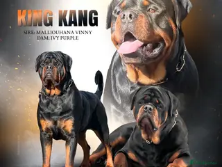 Rottweiler dogs KANG (King Kang) - Advert 9