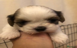 Shih Tzu dogs for sale: Angel’s Shih zhus  - Image 6