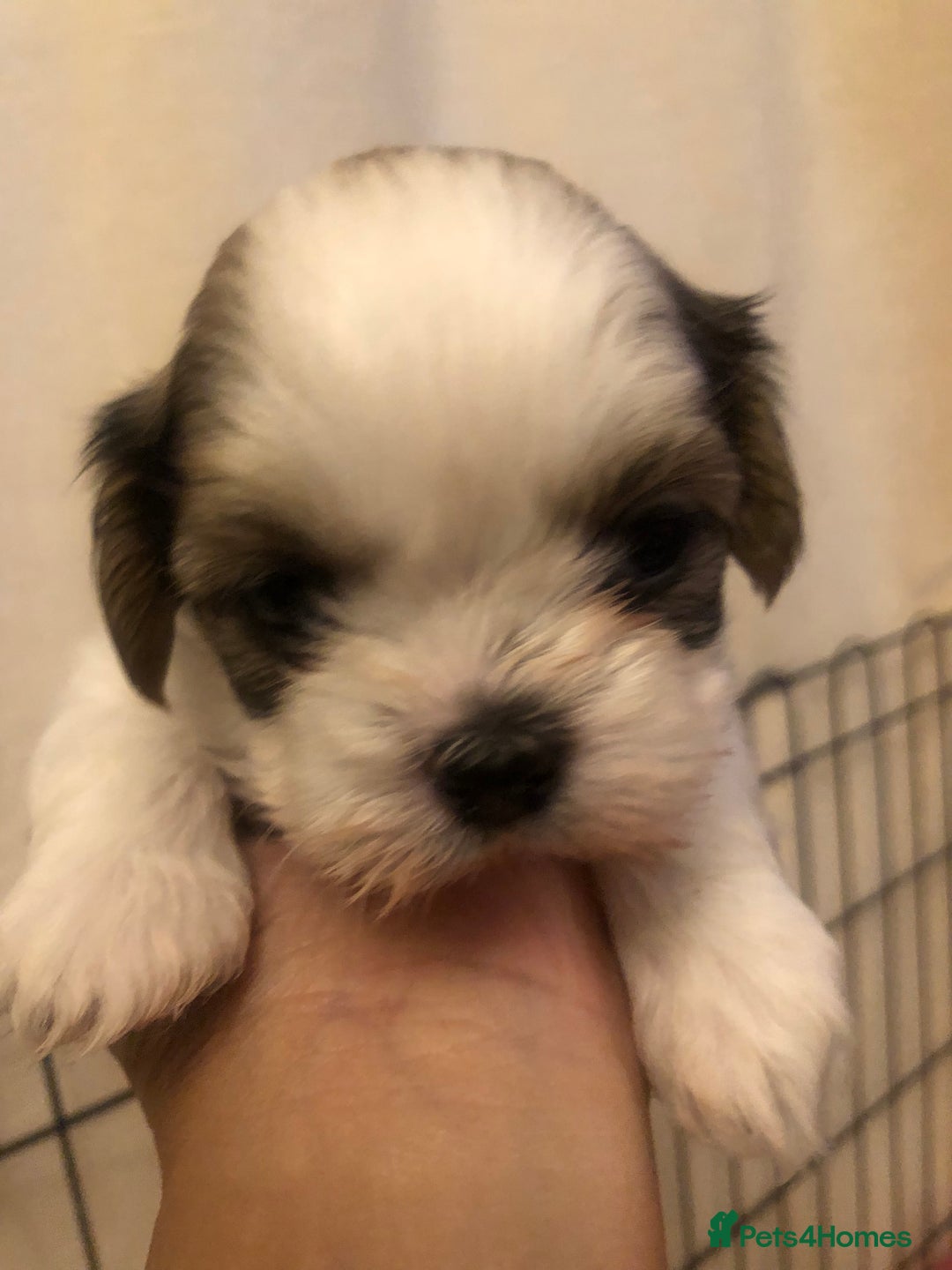 Shih Tzu dogs for sale: Angel’s Shih zhus  - Image 6