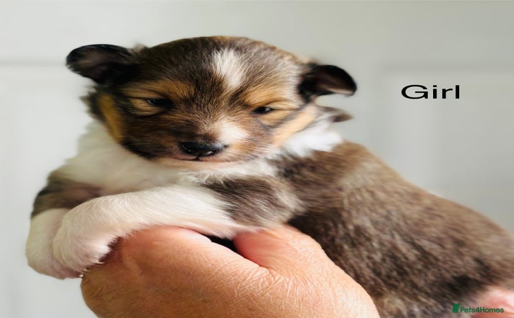 Shetland Sheepdog dogs - Advert 1