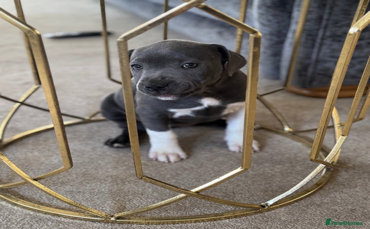 Staffordshire Bull Terrier dogs - Advert 3