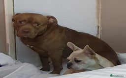 Mixed Breed dogs for sale: Brucie nearly 4 Cross breed  - Image 8