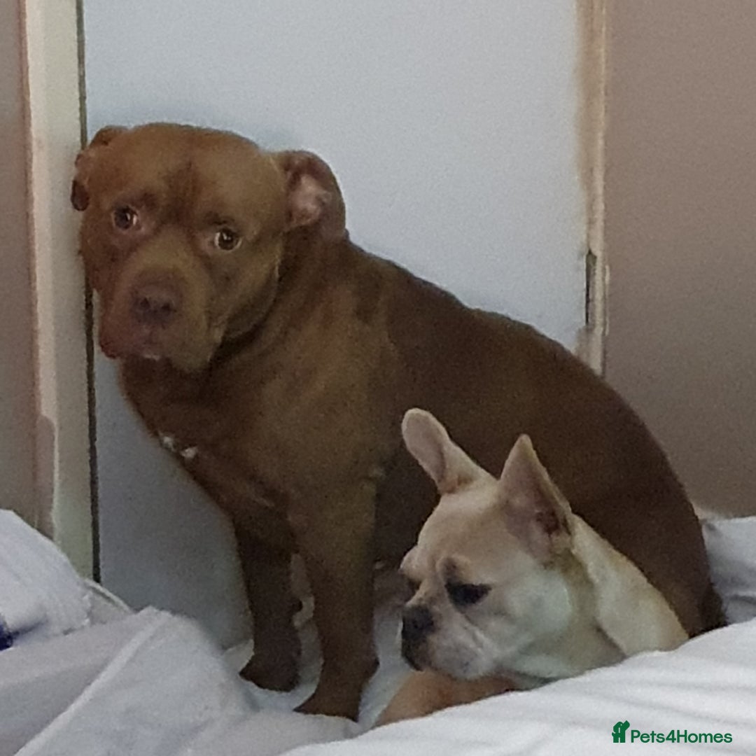 Mixed Breed dogs for sale: Brucie nearly 4 Cross breed  - Image 8