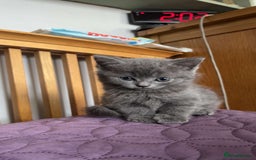 British Shorthair cats for sale: Beautiful British Shorthair Kittens Availble - Image 1