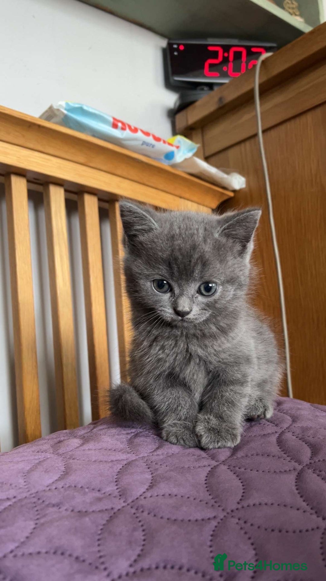 British Shorthair cats for sale: Beautiful British Shorthair Kittens Availble - Image 1