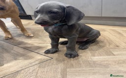 Weimaraner dogs for sale: 🐾 KC Weimaraners, ready now 🐾  - Advert 21