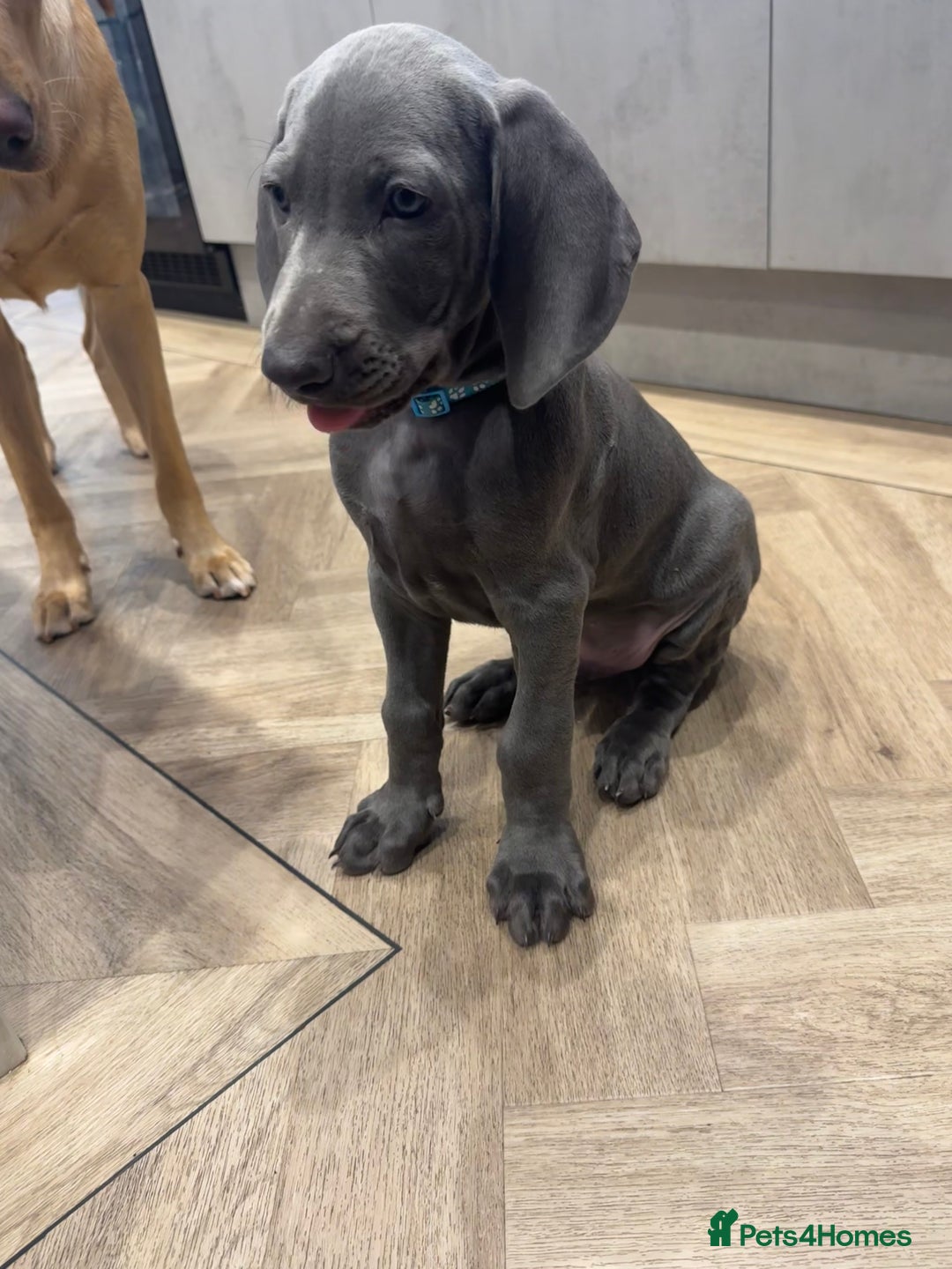 Weimaraner dogs for sale: 🐾 KC Weimaraners, ready now 🐾  - Advert 21