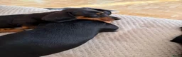 Dachshund dogs for sale: 1 black & tan left! 🏡  - Advert 2
