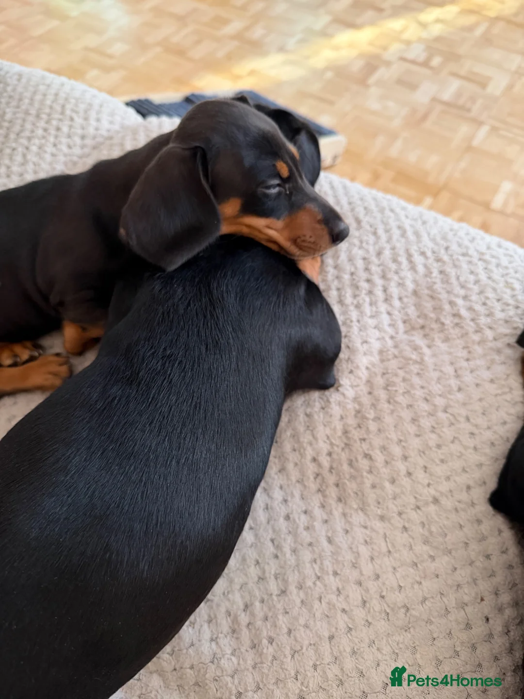 Dachshund dogs for sale: 1 black & tan left! 🏡  - Advert 2