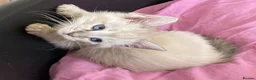Ragdoll cats for sale: Beautiful Ragdoll x Siamese kittens - Advert 5