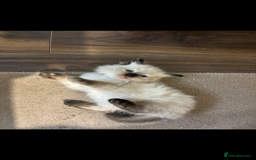 Ragdoll cats for sale: Ragdoll kittens - Image 35