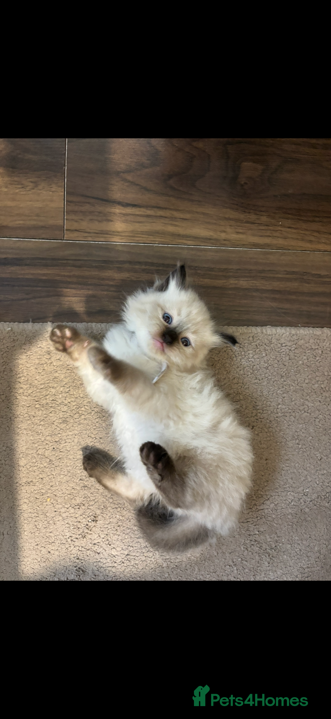 Ragdoll cats for sale: Ragdoll kittens - Image 35