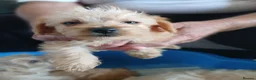 Jackapoo dogs for sale: Cockapoo puppy in Witney - Advert 13