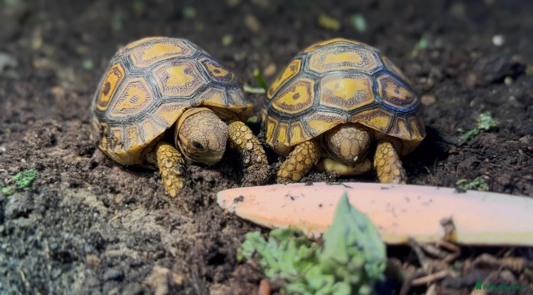 Tortoise reptiles for sale: BABY LEOPARDS & SET UPS - Advert 1