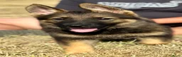 German Shepherd dogs for sale: Quality, Purebred, Large, Family Raised GSD Pups - Advert 18