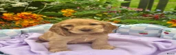 Cocker Spaniel dogs for sale: Kc reg dna tested boy show type cocker puppy - Advert 3