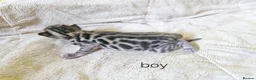 Bengal cats for sale: Adorable Bengal Kittens - Advert 14