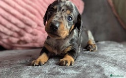 Miniature Dachshund dogs for sale: Beautiful KC miniature dachshund puppies - Image 9