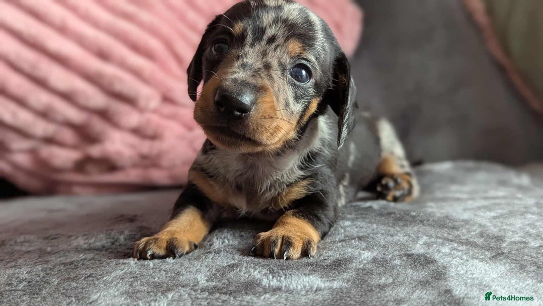 Miniature Dachshund dogs for sale: Beautiful KC miniature dachshund puppies - Image 9