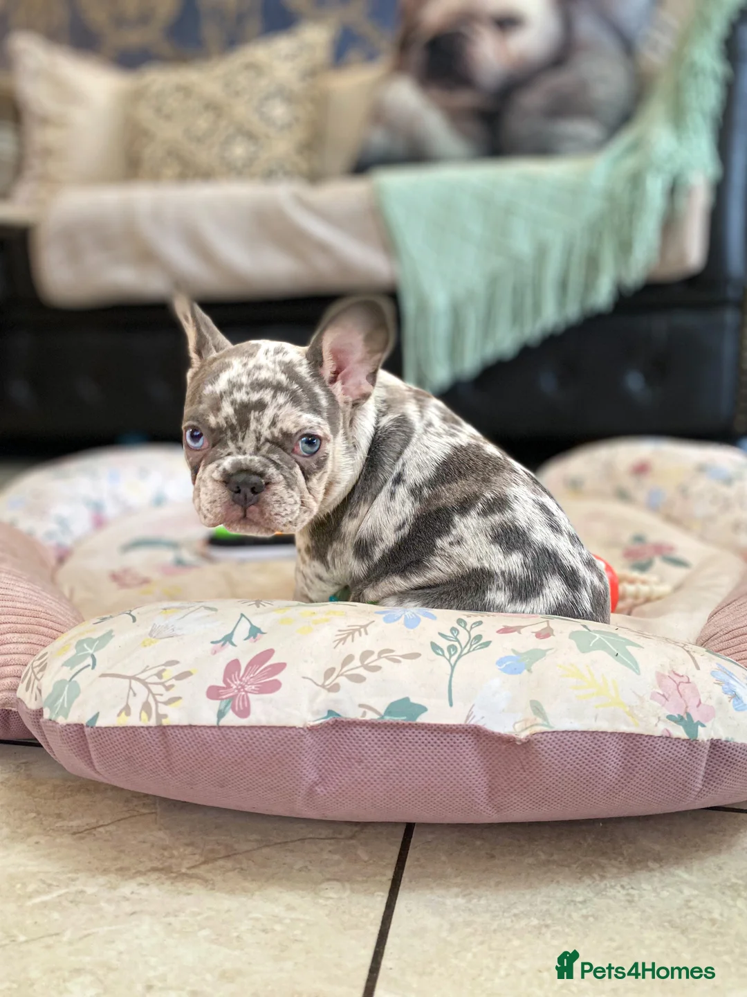 French Bulldog dogs for sale: NEWSHADE ISABELLA AND MERLE FRENCH BULLDOGS - Advert 22