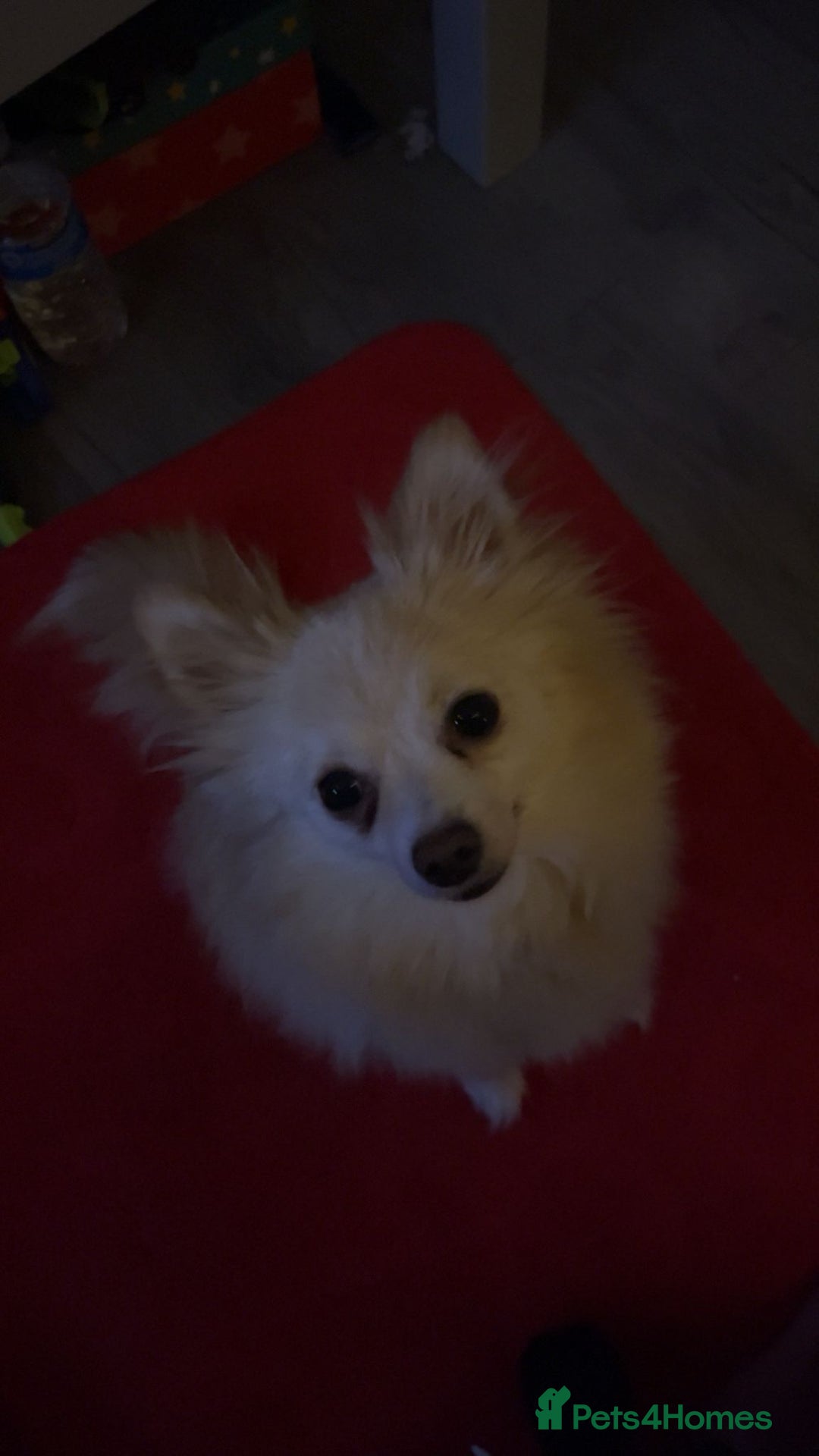 Pomeranian dogs for sale: Pomeranian Puppy For Sale - Advert 9