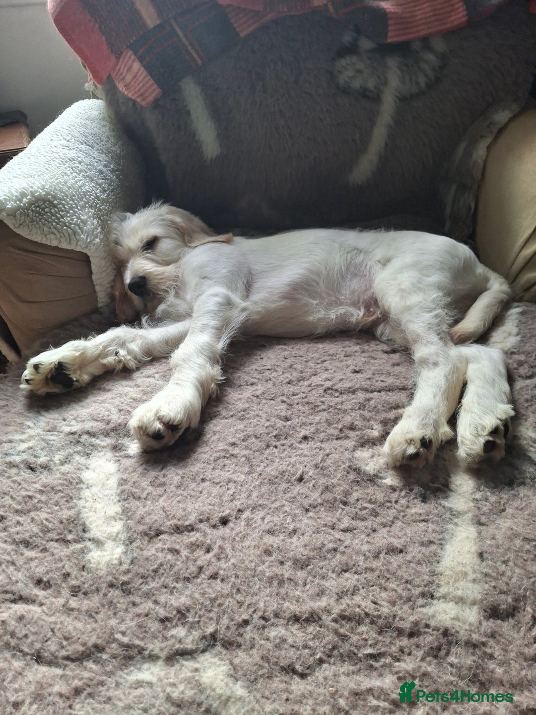 Mixed Breed dogs for sale: Italian/standard poodle  - Advert 6