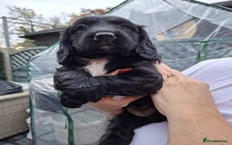 Sprocker dogs for sale: Black beauty  - Advert 8