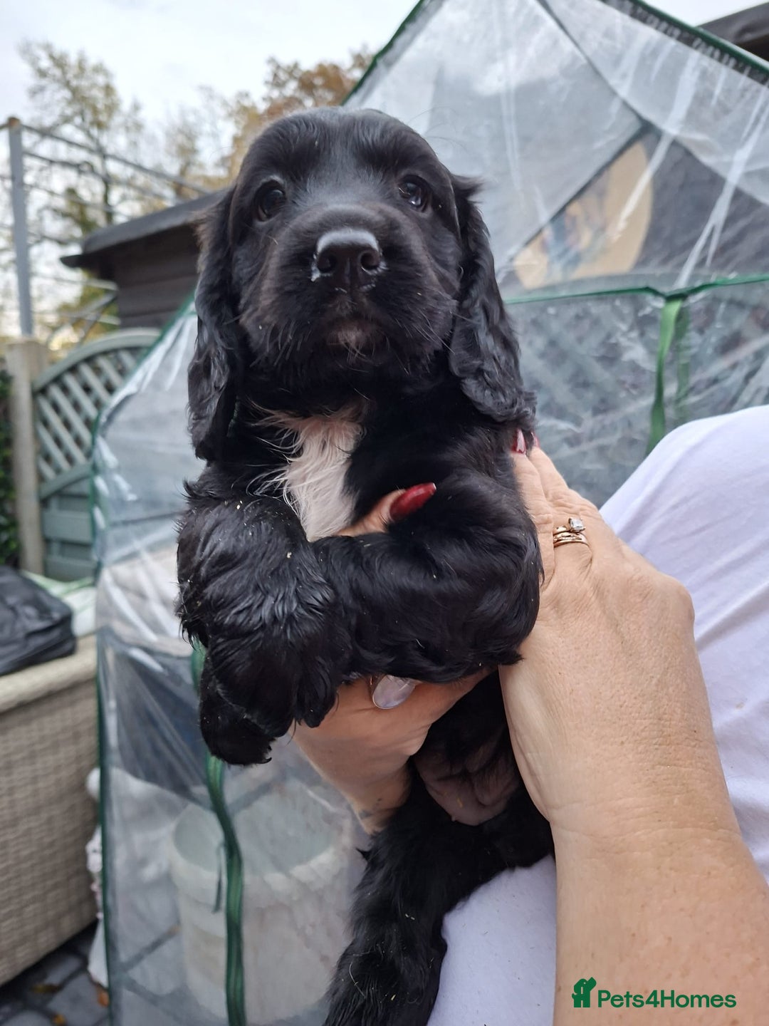 Sprocker dogs for sale: Black beauty  - Advert 8