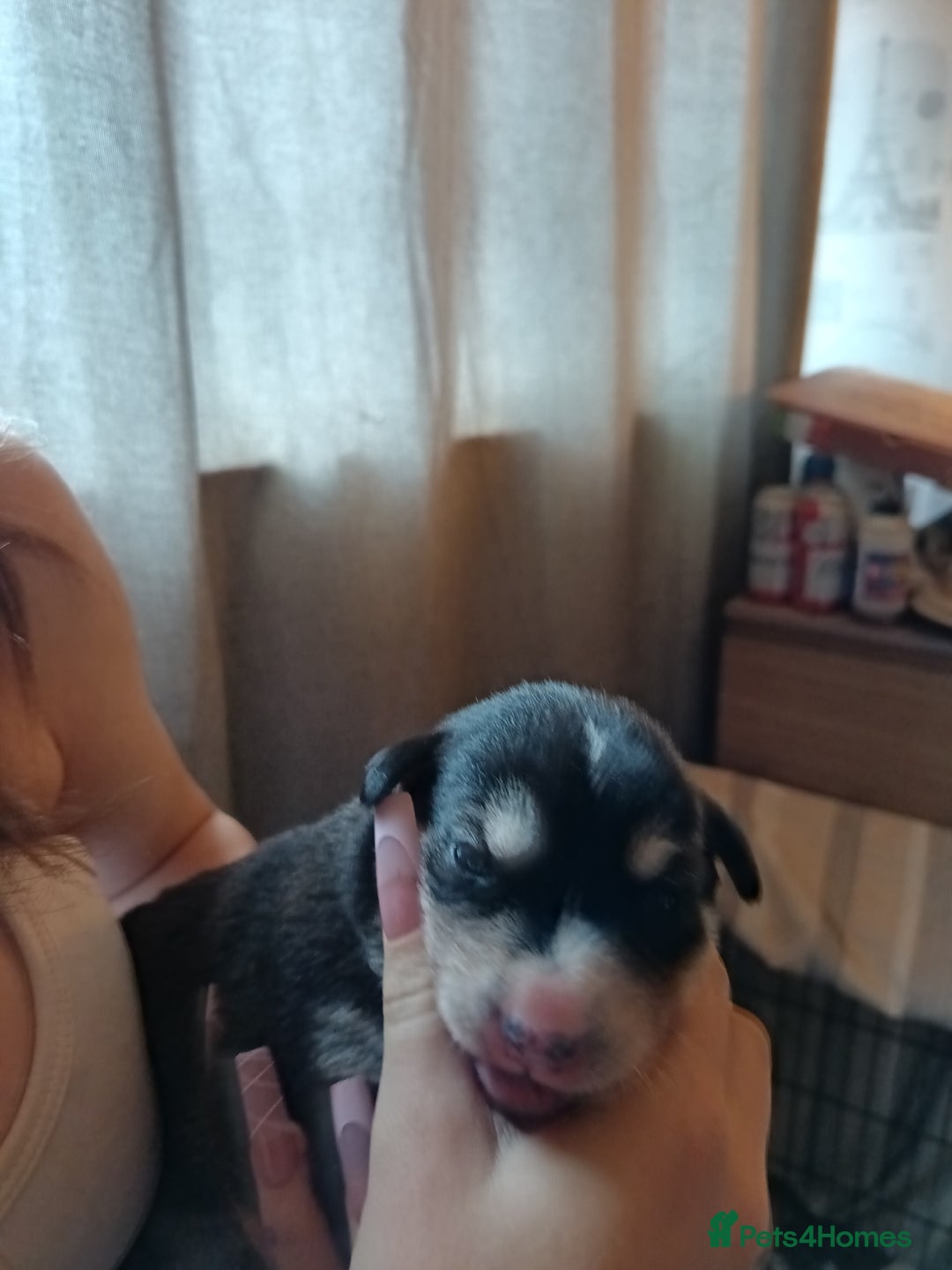 Mixed Breed dogs for sale: Husky mix Labrador  - Advert 15