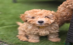 Cavapoo dogs for sale: F1b Toy Cavapoo Puppy last little Girl - Image 3