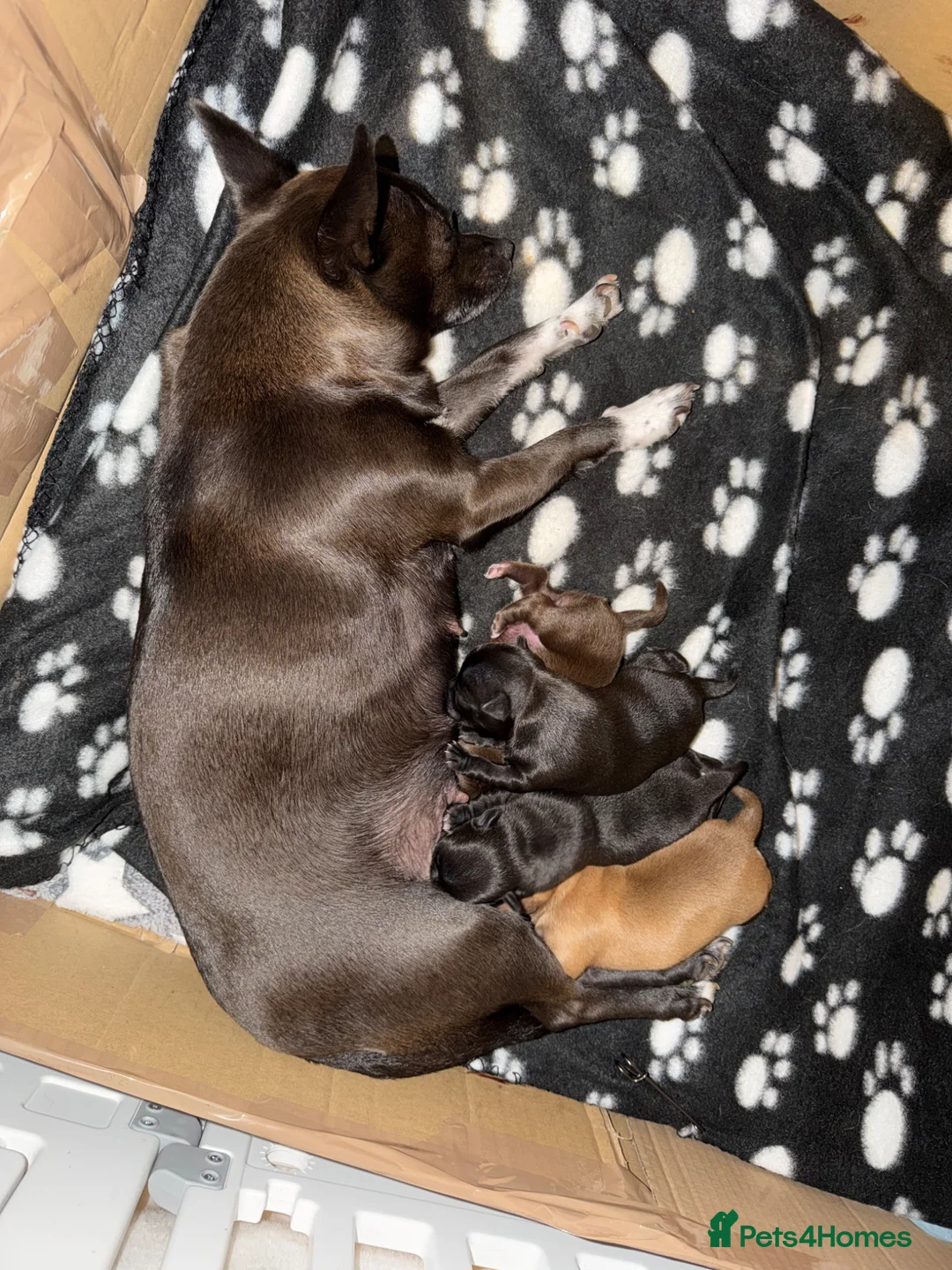 Chihuahua dogs for sale: Baby Chihuahuas - expression of interest - Advert 11