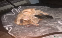 Mixed Breed cats for sale: 5 gorgeous kitten’s - Image 2