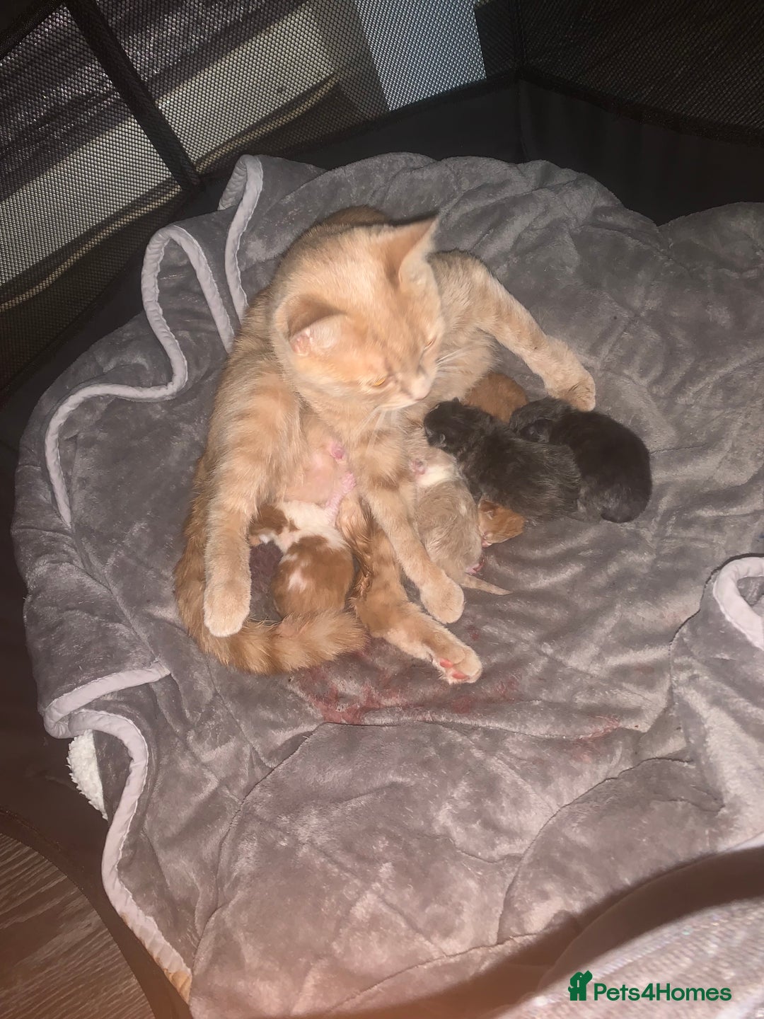 Mixed Breed cats for sale: 5 gorgeous kitten’s - Image 2