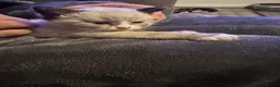 Asian cats for sale: Beautiful kittens  - Advert 7