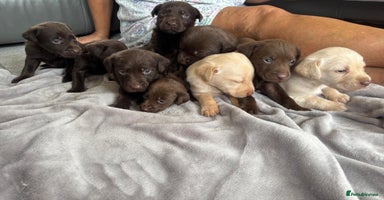 Labrador Retriever dogs - Advert 6