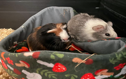 Guinea Pig rodents for sale: 3 Male Guinea Pigs - Image 4