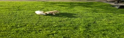 Cocker Spaniel dogs for sale: Sandys last pups,working strain in Skipton - Advert 9