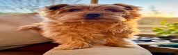 Norfolk Terrier dogs for stud: Norfolk Terrior for stud - Advert 2