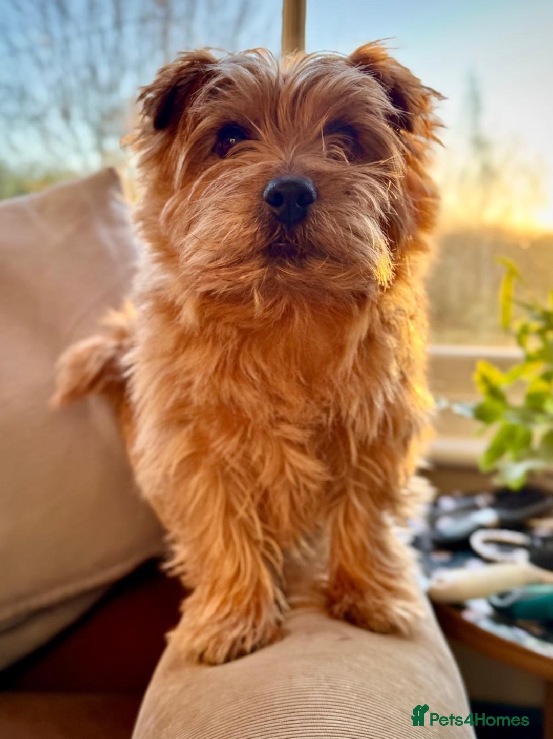 Norfolk Terrier dogs for stud: Norfolk Terrior for stud - Advert 2