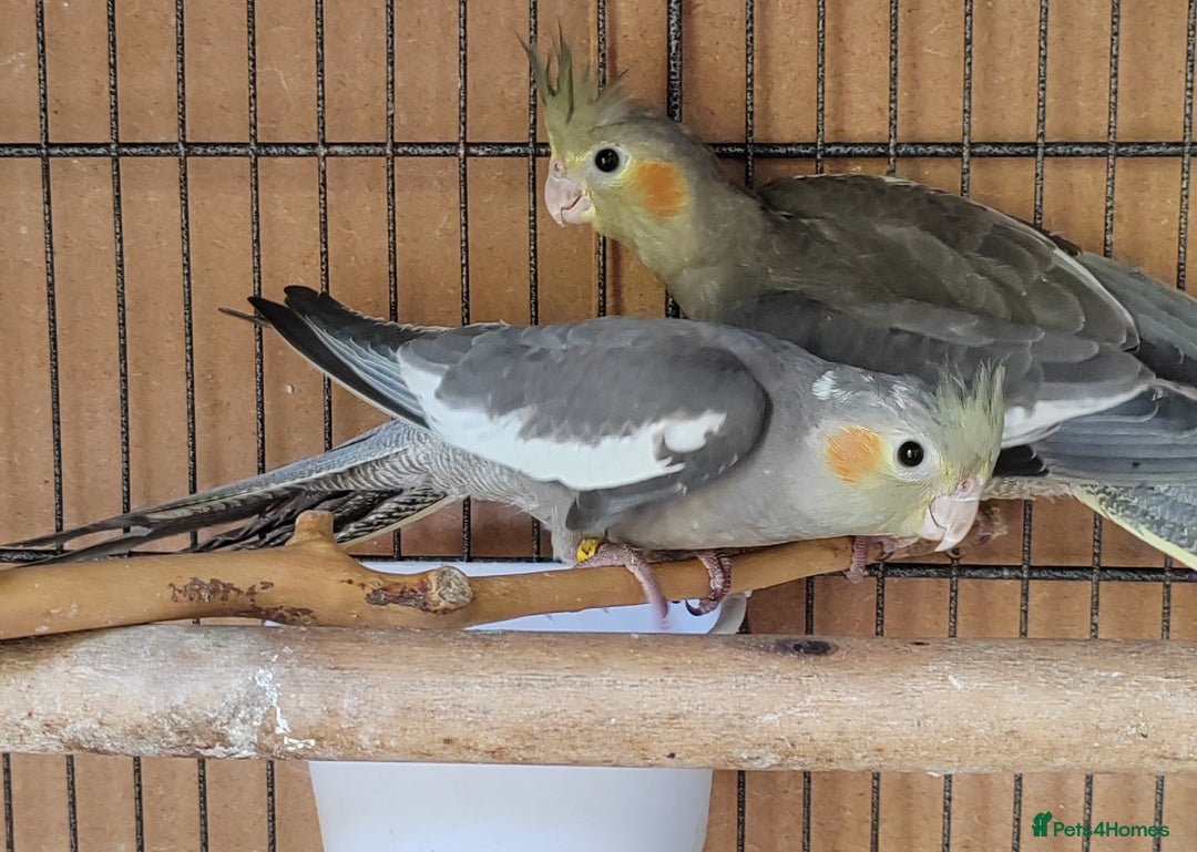 Cockatiels birds for sale: Young aviary bred Cockatiels  - Image 7