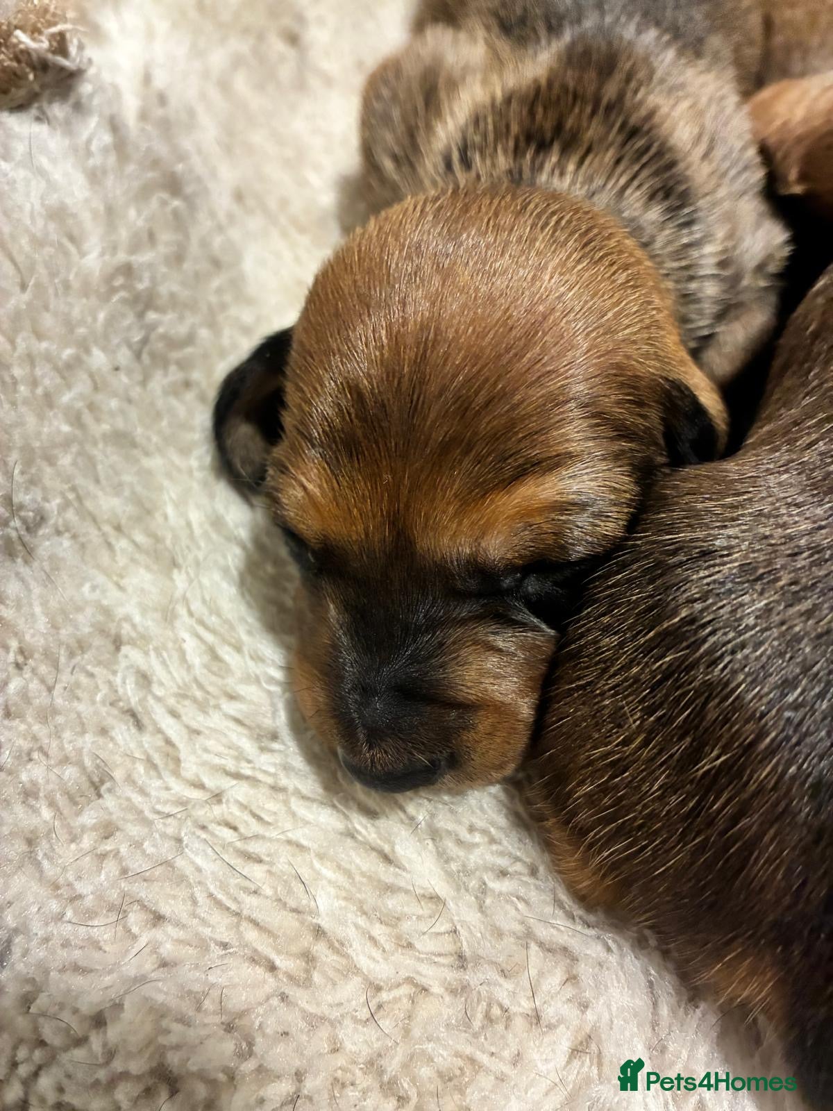 Dachshund dogs for sale: Miniature dachshunds  - Advert 7