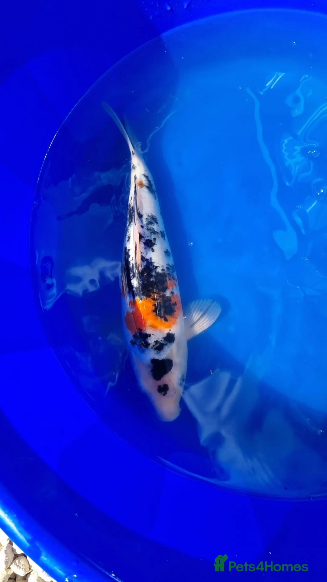 Koi Carp fish for sale: Koi carp - Advert 24