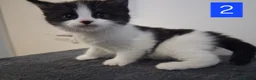 Domestic Shorthair cats for sale: TUXEDO KITTENS  - Advert 10