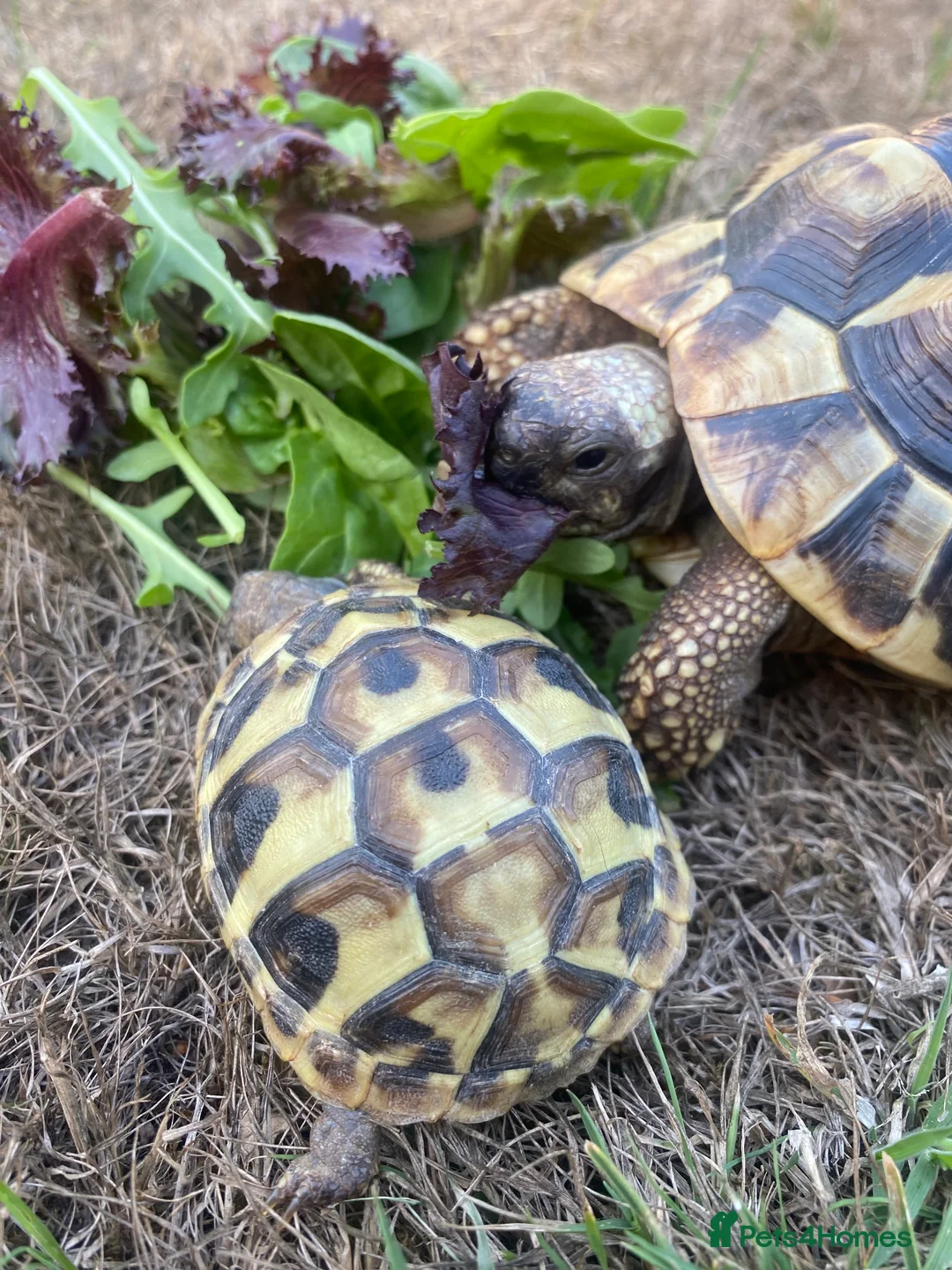 Hermann Tortoise reptiles for sale: Two friendly Hermann Tortoises for sale  - Advert 4